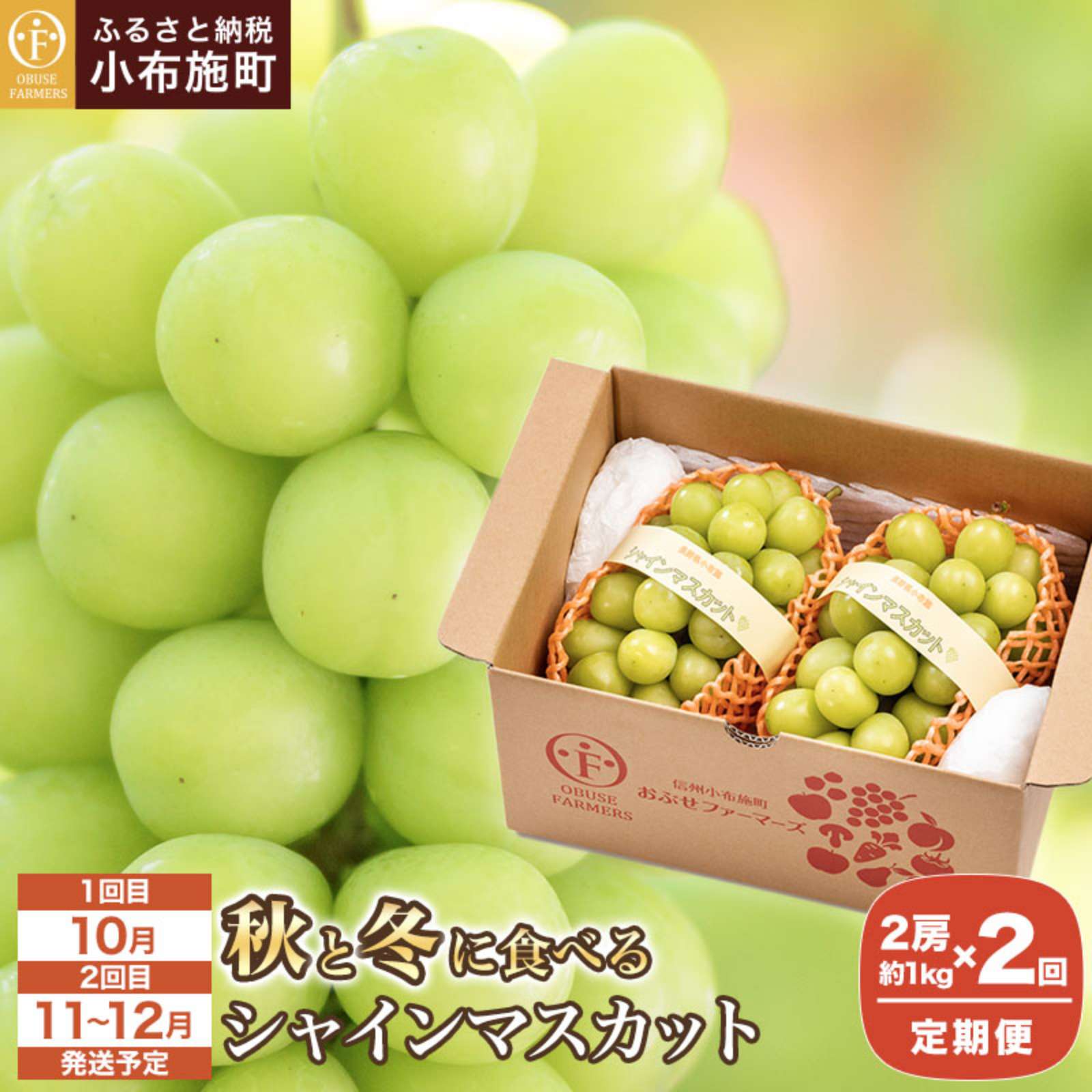 【ふるさと納税】【2回定期便】秋と冬に食べるシャインマスカット 2房（約1kg）× 2回［おぶせファーマーズ］ 果物 フルーツ ぶどう 葡萄 数量限定 長野 信州 令和8年産 【2026年10月〜12月発送予定】