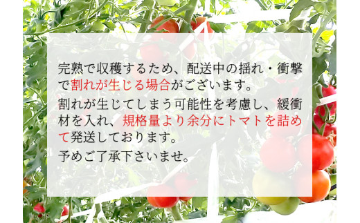 《予約品》※2026年10月～11月発送★フルーツのように甘い フルティカトマト 2kg ミニトマト 野菜 リコピン 健康 サラダ 令和8年度産 ※予約商品※割れ保障付 7000円