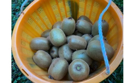【予約受付】湯の花 キウイフルーツ 2kg（20玉前後）【 キウイ フルーツ 】