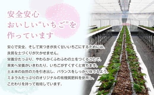 淡路島アイランドベリー　白苺淡雪　Mサイズ【2025年4月発