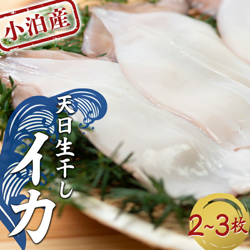 【ふるさと納税】 小泊産 天日生干しイカ 選べる容量 2枚／3枚 【徐福の里物産品直売所】 イカ 烏賊 するめ スルメ スルメイカ おつまみ 海鮮 魚介類 魚介 海産物 BBQ チルド 冷凍 中泊町 青森 F6N-134var