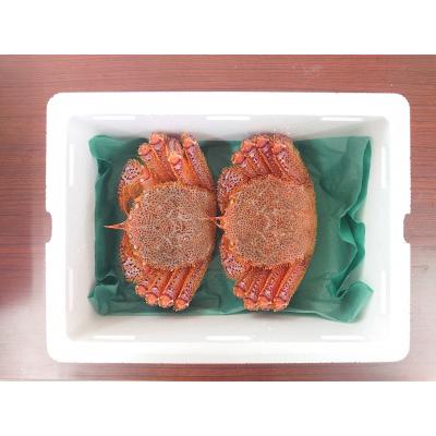 ふるさと納税 陸前高田市 生きたまま発送 毛ガニ 約400g×2匹 陸前高田市産 かに カニ 蟹 活毛ガニ 新鮮 濃厚 天然 |  | 01
