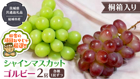 【 桐箱入り 】 シャインマスカット と ゴルビー （各種1房ずつ） 【2026年9月から発送開始】（茨城県共通返礼品 [ぶどう]：結城市産）