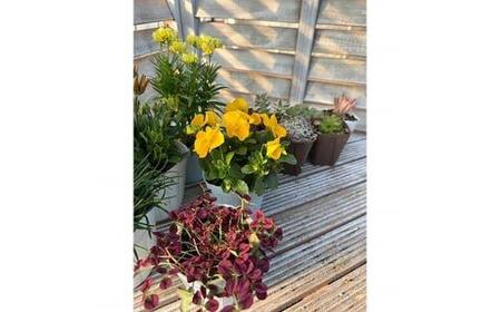 季節のガーデン＆グリーンセット　※離島への配送不可