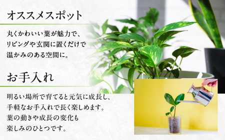 ウンベラータ 観葉植物 植物 6号鉢 人気 おしゃれ かわいい お手入れ 室内 大鉢 中型 インテリア リビング 玄関 寝室 キッチン オフィス プレゼント ギフト 新居 入居 インテリアグリーン グ