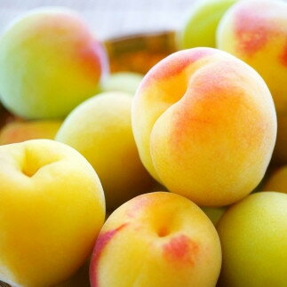 【ふるさと納税】【選べる】手もぎ 完熟or青梅 南高梅 5～20kg 【L～2Lサイズ または 大粒 3Lサイズ以上】 谷本農園 | 梅 フルーツ 果物 くだもの 食品 人気 おすすめ 送料無料 南高梅 完熟 青梅 生梅 秀品 梅酒用 梅干用 梅シロップ 梅ジャム お土産 取り寄せ