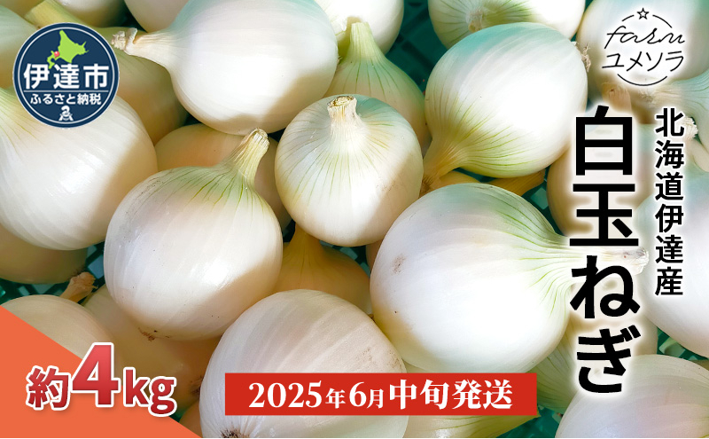 【2025年6月中旬発送】白玉ねぎ 4kg 北海道 伊達産 タマネギ 玉葱 サラダ