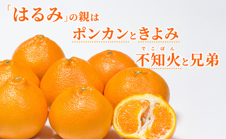 濃厚・完熟 みかん「はるみ」A品（ちょいきず） 果物類 柑橘類 フルーツ ミカン 柑橘 