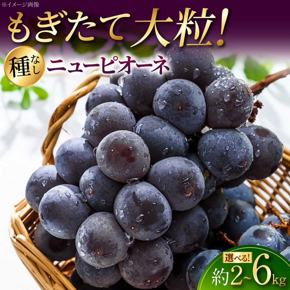 【ふるさと納税】【2026年先行予約】【選べる容量】 ニューピオーネ (2kg or 4kg or 6kg) ＜8月下旬頃から順次発送＞ 三次の葡萄 種なし ぶどう ピオーネ ギフト フルーツ 果物 ブドウ 露地栽培 贈答用 大粒 甘い 産地直送 おすすめ 人気 三次市 / 黒瀬ぶどう園 [APAB001]
