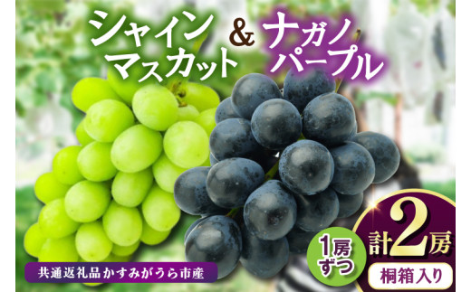 桐箱入り ナガノパープル 1房・シャイマスカット 1房　＜2026年8月より順次発送＞ (県内共通返礼品:かすみがうら市産)  甘い フルーツ 果物 くだもの ぶどう ブドウ 葡萄 甘い 新鮮 季節限定  秋 期間限定 旬 旬の果物 季節の果物 茨城 (BR164)