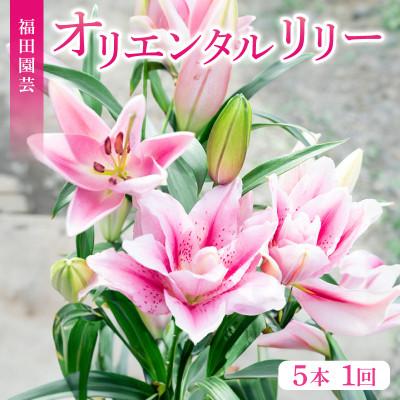 ふるさと納税 安芸市 ユリ(オリエンタルリリー)5本セット
