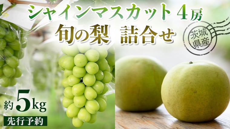 
                  【 先行予約 】茨城県産 シャインマスカット4房と旬の梨詰め合わせ 約5kg ( 茨城県共通返礼品 : 常陸太田市 )【 2026年 9月中旬頃より発送 】 梨 ナシ なし 和梨 シャインマスカット フルーツ ぶどう 葡萄 ブドウ マスカット 果物  期間限定 数量限定
                