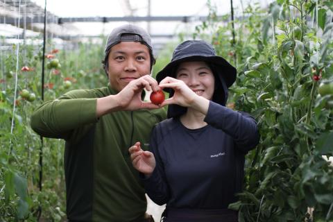 ＜＜2027年発送＞＞【3回定期便】【訳あり】 トマト 約2.3kg×3回 織田トマト 高知 サイズ 違い 混合 キズあり 大小 まるっとトマト ＜毎年2月末頃まで申込受付＞【1月頃～5月頃の間に3回お届け】