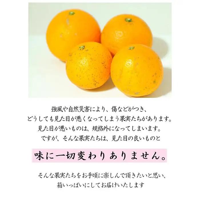 訳あり 清見オレンジ 混合 5kg ｜清見オレンジ