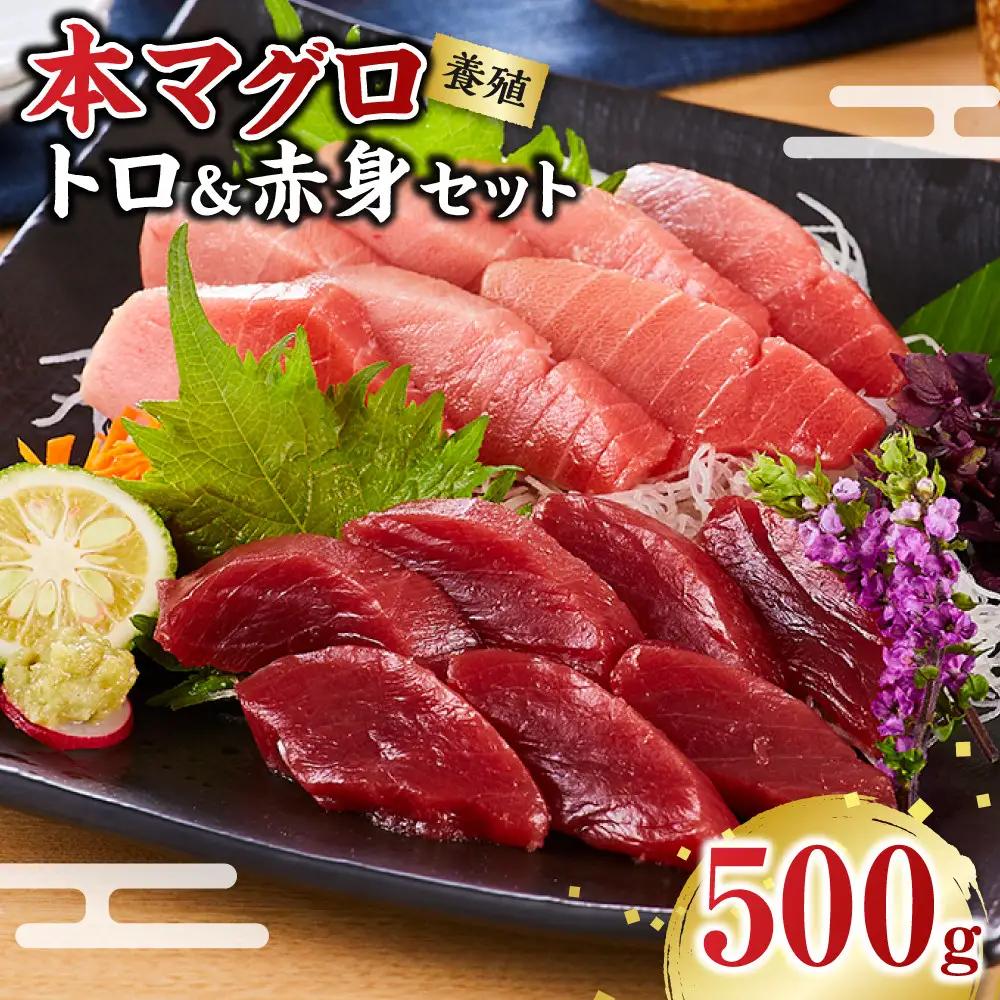 ［年内発送］本マグロ（養殖）トロ＆赤身セット 500g（12月25日から30日発送）［KS12］