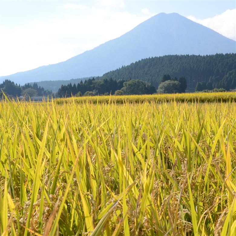 【選べる容量】【先行予約】新米 無洗米ヒノヒカリ 20kg（国産 米 新米 無洗米 お米 令和7年産 精米 お米 予約 限定） 20kg
