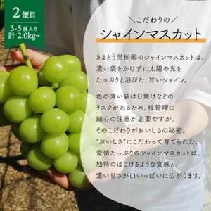 【発送月固定定期便】【きよとうファーム】ピオーネとシャインマスカットの2回便!(岡山県産)全2回【配送不可地域：離島】【4067502】