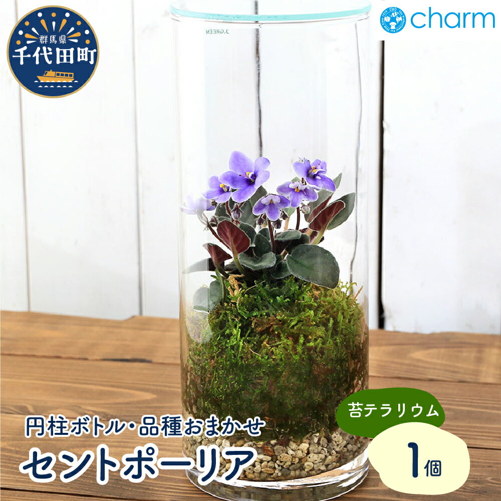 【ふるさと納税】苔テラリウム セントポーリア 品種おまかせ 円柱ボトルLサイズ 蓋付（1個）群馬県 千代田町 インテリア ナチュラル 自然 リラクゼーション 室内栽培 プレゼント ギフト 贈答用 送料無料 株式会社チャーム