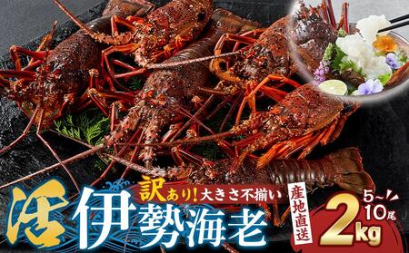 【訳あり】天然 活 伊勢海老 約2kg（ 5～10尾 大きさ 不揃い ）南紀黒潮イセエビ 年末年始 お正月 お届け可｜ 期間限定 漁師直送 海鮮 海老 とれたて 人気