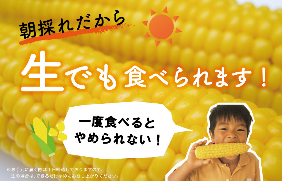 明和町産 朝採れ とうもろこし ゴールドラッシュ 10本～12本 BBQ 人気 トウモロコシ 生 野菜 新鮮 採れたて 産地直送 朝どれ 甘い 期間限定 国産 旬 夏野菜 きたむら