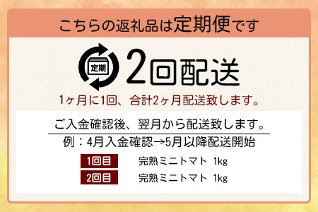 【先行予約】【2026年1月から出荷】 【2回定期便】完熟ミニトマト Ricotomato 1kg 合計2kg 月1回 年2回発送 野菜 とまと トマト 佐賀産 佐賀県 鹿島市 送料無料 春 夏 旬 