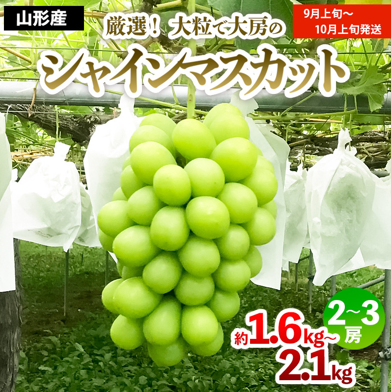 厳選！大粒で大房のシャインマスカット 秀品 2～3房入り（約1.6kg～2.1kg）[前半] 【令和7年産先行予約】FS24-605