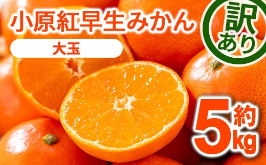 ＜先行予約！2026年12月上旬以降順次発送予定＞＜訳あり・家庭用＞＜選べるサイズ＞香川県産 小原紅早生みかん (約5kg/大玉) 【man089-B】【Aglio nero】