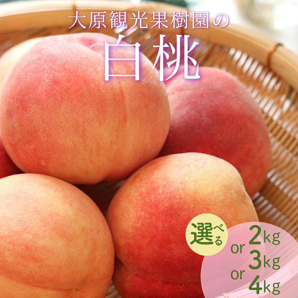 【ふるさと納税】＜選べる容量＞【2025年先行予約】［大原観光果樹園］岡山県産 旬の朝採れ白桃