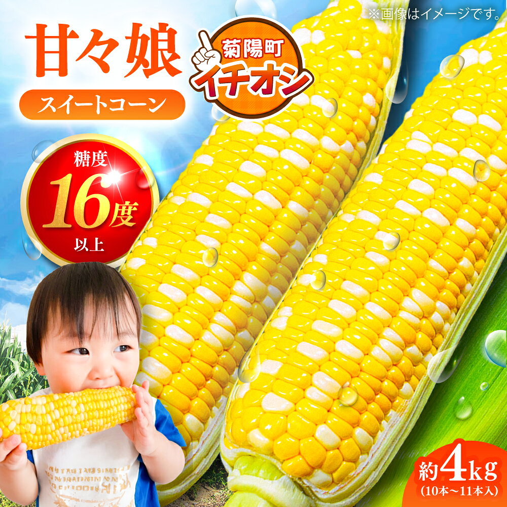 【ふるさと納税】【令和8年度熊本地震復興支援】【先行予約】【2027年6月上旬より順次発送】スイートコーン(甘々娘) 約4kg（10〜11本）/ 高糖度 かんかんむすめ 糖度 コーンスープ 産地直送 甘さ コーン おやつ BBQ 糖度 菊陽町【なかむら農園】[BHCJ001]