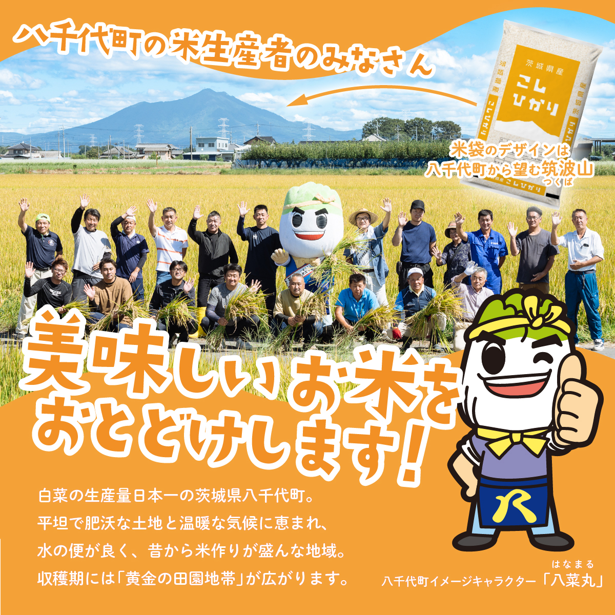 【5月発送】コシヒカリ 10kg (5kgx2袋) 令和6年産 茨城県産 こしひかり 白米 精米 茨城県 八千代町 お米 米 [SF149yai]