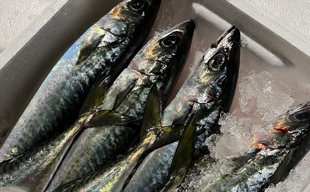 長崎産さばみりん干し約1.4kg（約18枚前後）