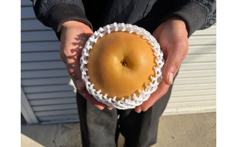 梨(にっこり) 2玉入り×1箱 (内容量1玉900g以上)※2025年10月上旬～11月下旬頃に順次発送予定