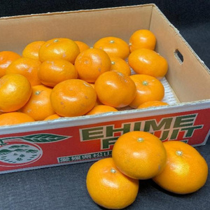 【2026年2月下旬より発送】 せとか 4kg 【B級品】 | せとか くだもの せとか デザート せとか 高評価 せとか フルーツ せとか 人気 みかん おすすめ みかん 国産 みかん 旬 せとか【