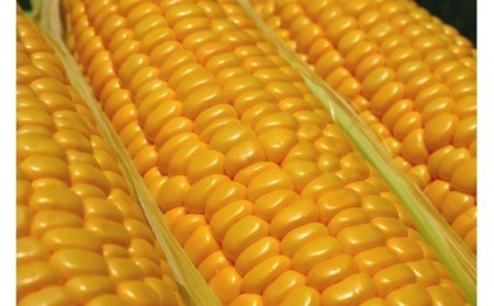 【令和6年6月9日予約締切】 築上町 特産品 スイートコーン 約3kg 【京築の恵み】《築上町》【JA福岡京築　営農部】 [ABAW001] 10000円 1万円