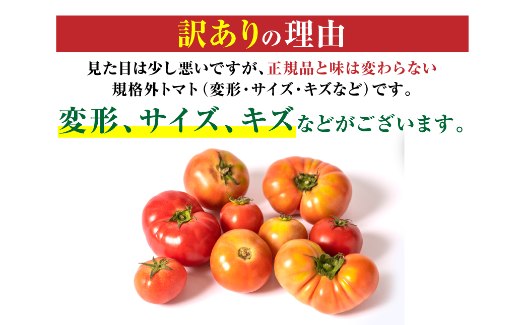 【先行予約】【訳あり】 八代市産 規格外トマト 約1.5kg 熊本県 八代市 特産品 規格外 トマト 野菜 やさい 新鮮 とまと 【2026年4月中旬より順次発送】