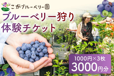 ブルーベリー狩り体験チケット こがブルーベリー園 体験 ブルーベリー狩り フルーツ狩り 食べ放題 ぶるーべりー チケット 古賀市