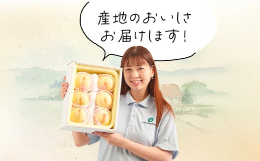 【3回定期便】岡山県産 フルーツ定期便コース （白桃 ・ ニューピオーネ ・ 晴王） 【2026年7月上旬発送開始】 ／ 3回 桃 もも 葡萄 ぶどう シャインマスカット マスカット 果物 果実 フル