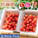 【ふるさと納税】【令和7年産 先行予約】さくらんぼ 佐藤錦 バラ詰め 1kg　サイズ選べます［Lサイズ～LLサイズ］ 【6月下旬頃発送予定】もぎたて「初夏の味覚」丸忠農園 | 山形県 鶴岡市 返礼品 東北 フルーツ 果物 くだもの お取り寄せ ご当地 サクランボ 特産品