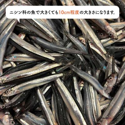 ふるさと納税 糸島市 きびなごジャーキー40g×3袋 糸島市/株式会社コバヤシ【coco.kina[ASL009] |  | 03