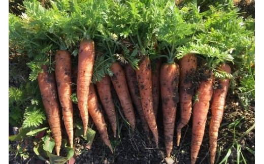 【定期便全8回】高知の旬をお届け「中里自然農園・旬のお野菜便」