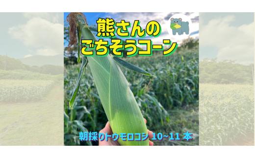 【 冷蔵 クール 】 朝採り トウモロコシ 熊さんのごちそうコーン 10本 ～ 11本 品種 ゴールドラッシュ 合同会社 TAMAI WINE 配送先は本州限定 2026年7月下旬頃から2026年8月下旬頃まで順次発送予定 令和8年度収穫分 信州 野菜 とうもろこし コーン 長野 予約 農家直送 長野県 飯綱町 [1625]