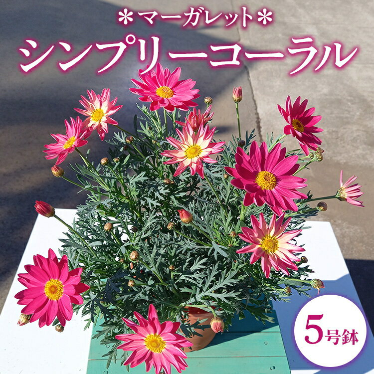 【ふるさと納税】【先行予約】マーガレット シンプリーコーラル 5号鉢 ※北海道への配送不可 ※2026年1月中旬～2月上旬頃に順次発送予定