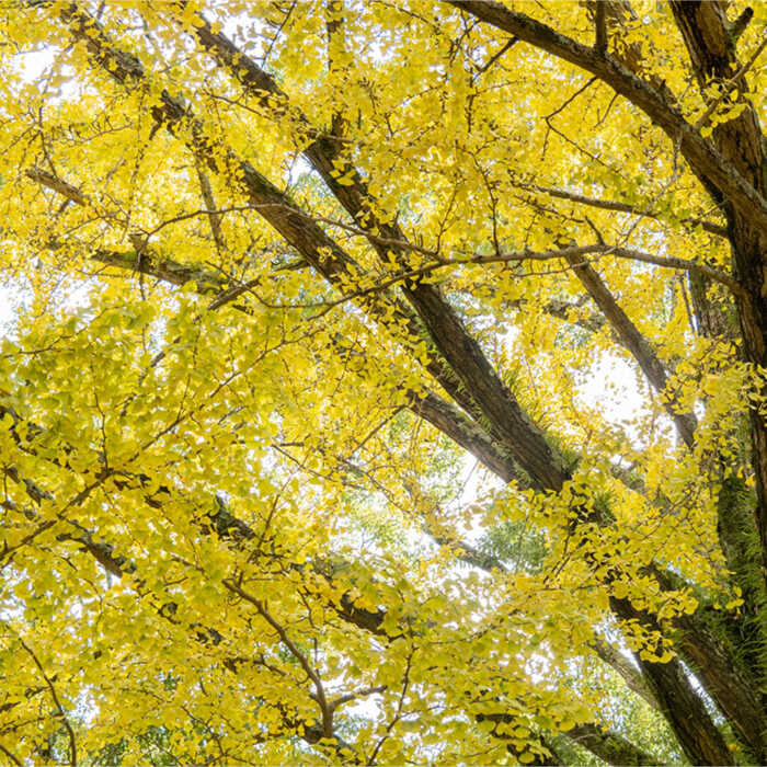 【においが残らずお手軽】イチョウ まな板（亭主）?@  / 南島原市 / 森永材木店 [SBK005]_イメージ2