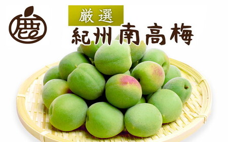 ＜6月発送＞ 厳選 紀州南高梅(青梅)10kg+250g（傷み補償分）｜梅 和歌山産