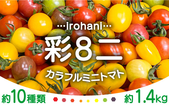 
            【2026年1月中旬～発送】ミニトマト 彩８ニ（イロハニ）約10種類 合計約1.4kg / トマト 夏野菜 野菜 旬 食べ比べ / 産地直送 安心 安全 彩り / 南島原市 / 植木農園 [SBL002] 
          