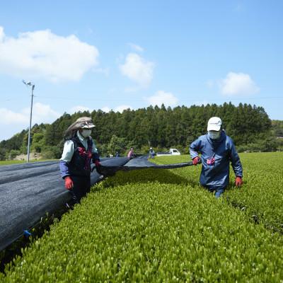 ふるさと納税 佐世保市 【有機栽培茶】北村の和紅茶ティーバッグ40包 |  | 02