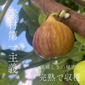 ドライ いちじく 赤 180g × 1袋 赤いちじく