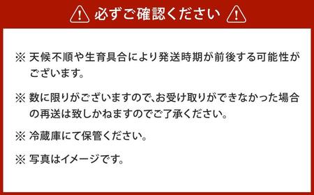 【先行予約】朝採りグリーンアスパラL500ｇ（2025年5月下旬から順次発送予定） 【 アスパラ アスパラガス グリーンアスパラ 朝採り 直送 産地直送 旬 春 北海道 とれたて お取り寄せ 冷蔵配送