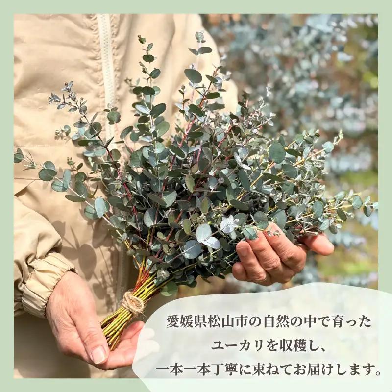 フレッシュ グニユーカリ スワッグ / 約30cm 約30本 | 【2026年9月上旬頃より順次発送予定】ユーカリ ゆーかり 【KNN009】