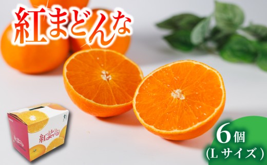 【2026年11月中旬頃から順次発送】紅まどんな L サイズ 6 個  | 紅まどんな 柑橘 フルーツ まどんな みかん 愛媛 みかん 紅マドンナ 蜜柑 紅まどんな 愛媛県 松山市